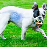 coccidiosis intestinal en perros