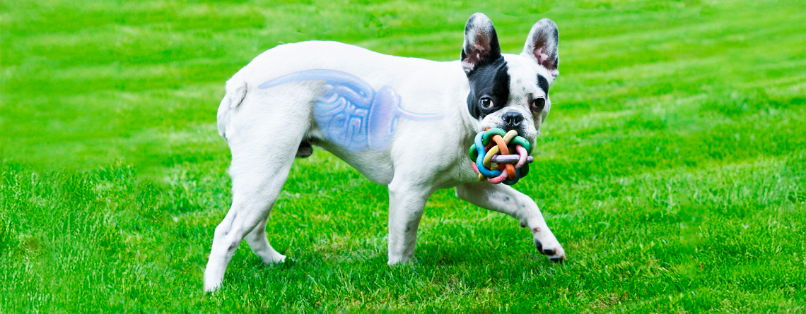 coccidiosis intestinal en perros