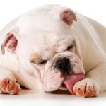 Dermatitis acral por lamido