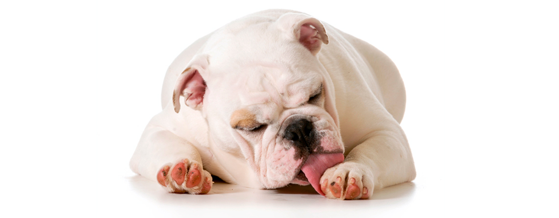 Dermatitis acral por lamido