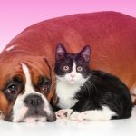 Gastritis en perros y gatos