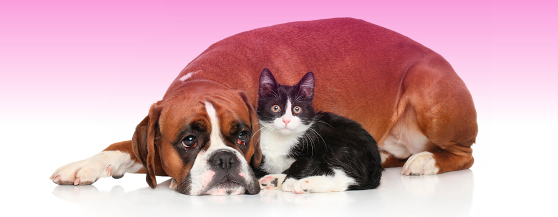 Gastritis en perros y gatos