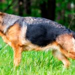 displasia de cadera en perros