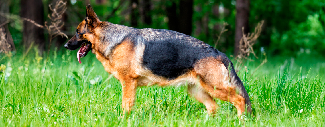 displasia de cadera en perros