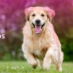 Preguntas y respuestas antiartrósicos para perros y gatos