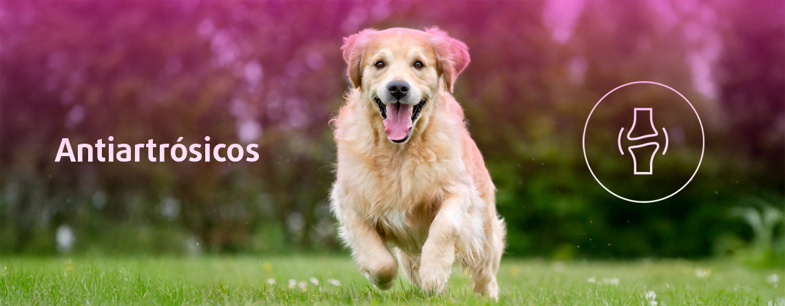 Preguntas y respuestas antiartrósicos para perros y gatos