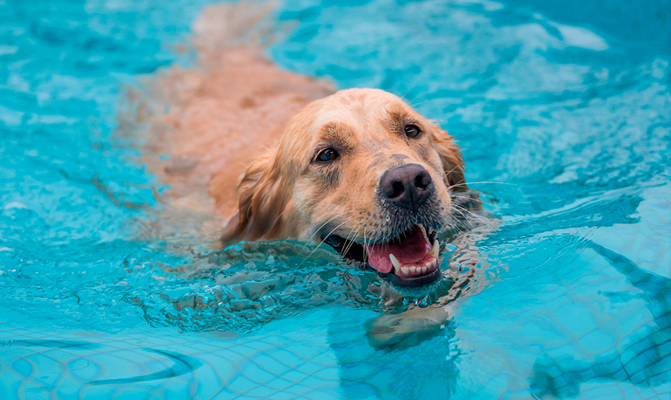 natación para perros
