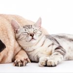 Disbacteriosis intestinal en perros y gatos