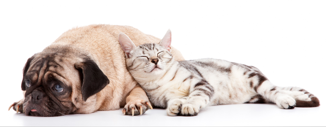 Disbacteriosis intestinal en perros y gatos