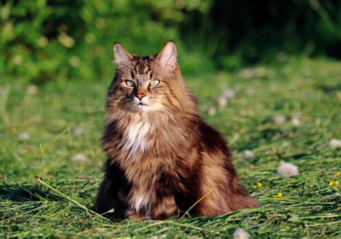 gatos con más predisposición a padecer otitis