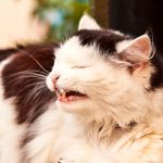 causas estornudos en gatos