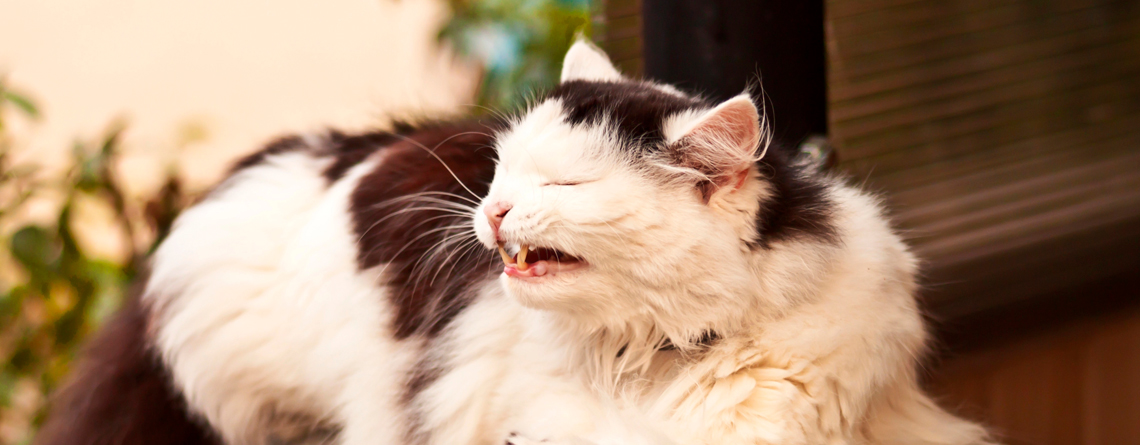 causas estornudos en gatos
