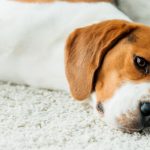 Energizante para perros y gatos