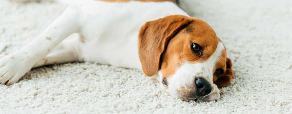 Energizante para perros y gatos