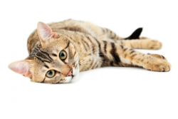 decaimiento en gatos