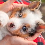 Signos clínicos del parvovirus canino en cachorros