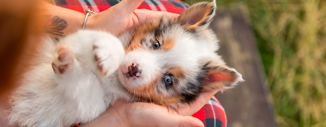 Signos clínicos del parvovirus canino en cachorros