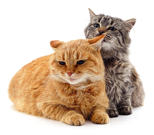 panleucopenia felina gatos