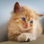 panleucopenia felina gatitos