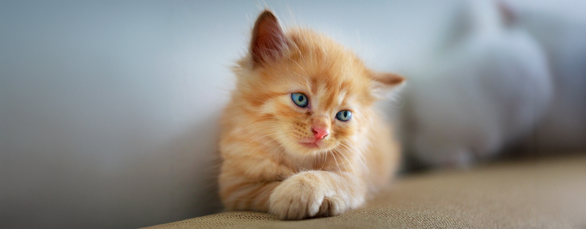 panleucopenia felina gatitos