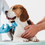 vacuna antirrábica para perros y gatos