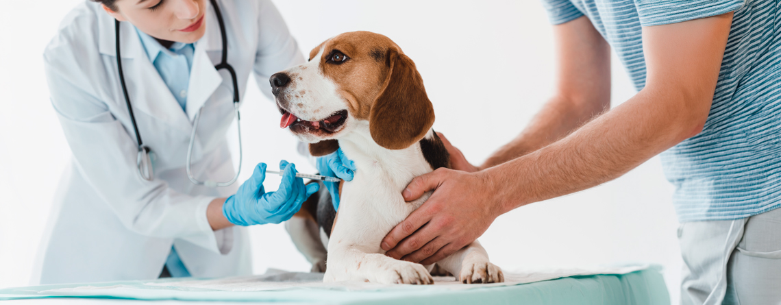 vacuna antirrábica para perros y gatos